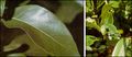 Thumbnail for version as of 10:00, 15 October 2007