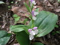 Thumbnail for version as of 14:19, 5 July 2007