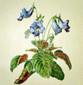 Thumbnail for version as of 13:50, 24 July 2007
