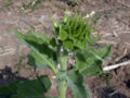 Thumbnail for version as of 05:52, 10 May 2007