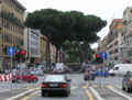 Stone Pine Pinus pinea