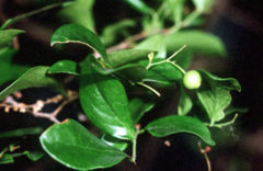 Leaves and immature fruit