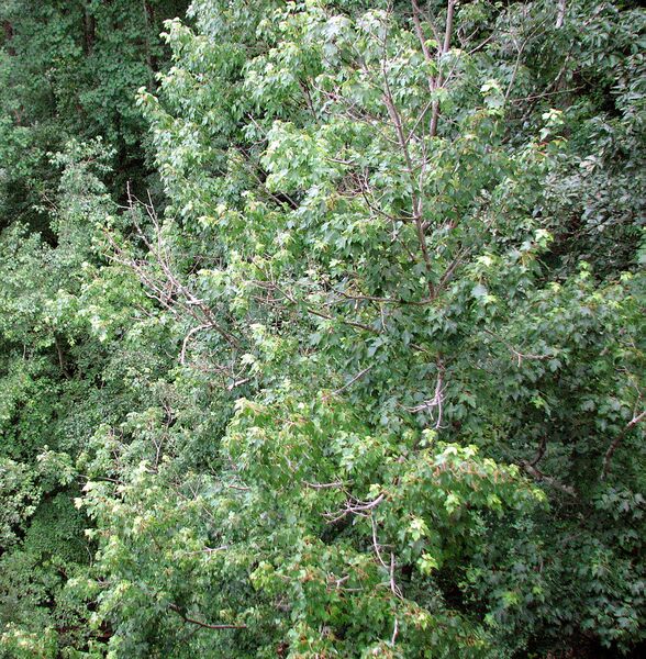 File:1004px-Acer rubrum Rocks State Park.jpg