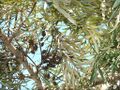 Thumbnail for version as of 09:57, 29 April 2025