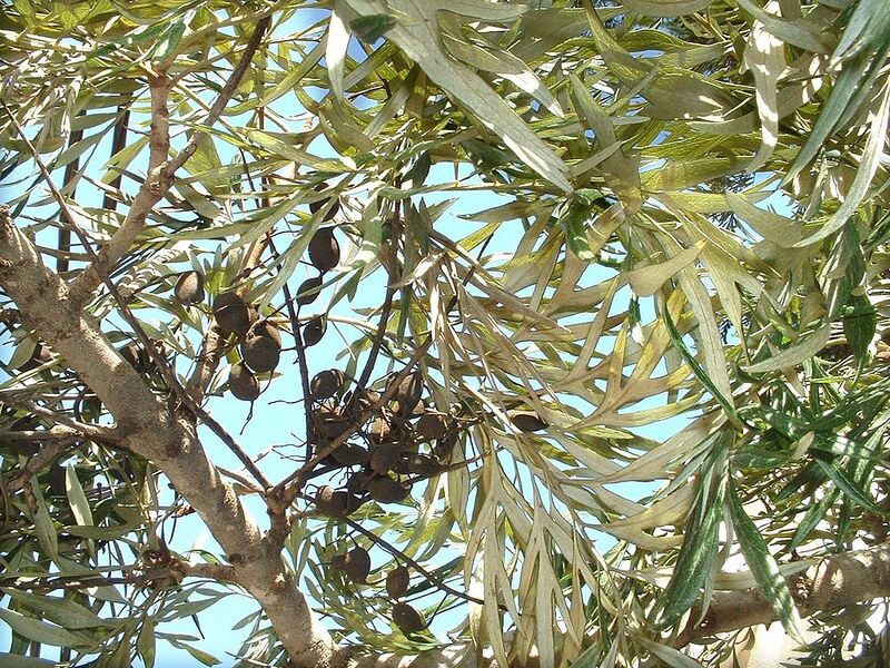 File:1024px-Grevillea robusta leaves and dry seed pods.jpg
