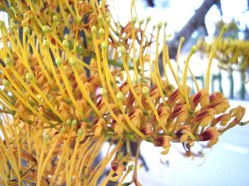 File:1280px-Grevillea robusta flowers 01.jpg