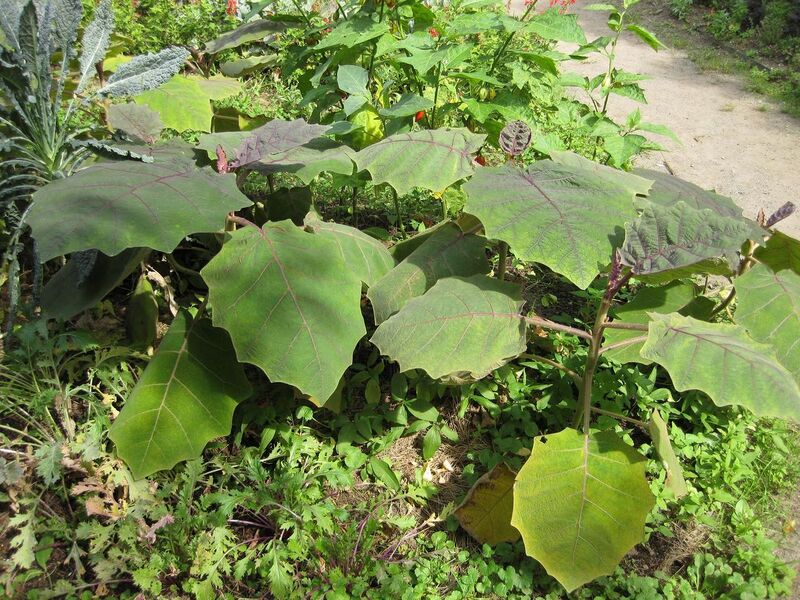 File:1280px-IMG 0627 bbg09.jpg