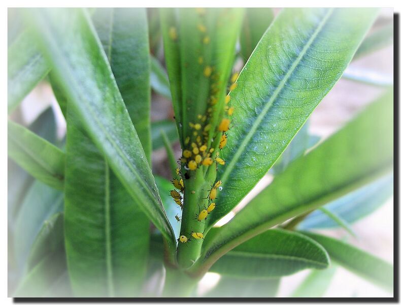 File:1280px-Pest Plaga-8625.jpg