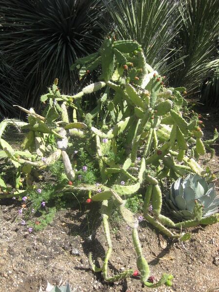 File:576px-IMG 2289 hunt0903.jpg