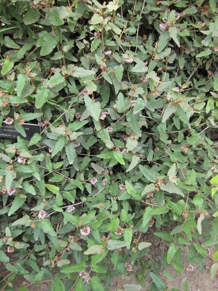 File:576px-IMG 4589 hunt0904.jpg