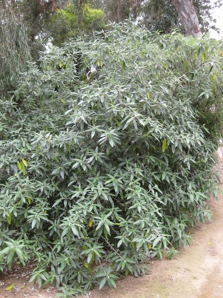 File:576px-IMG 4704 hunt0904.jpg