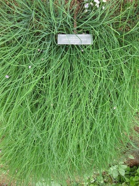 File:576px-IMG 5323 hunt0904.jpg