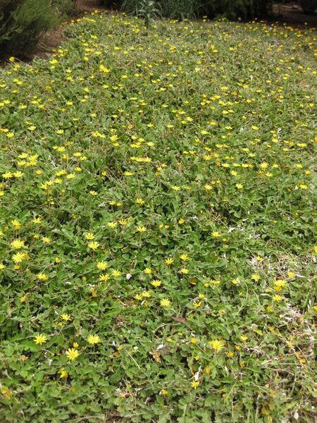 File:576px-IMG 7154 hunt09jun.jpg