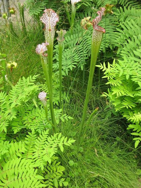 File:576px-IMG 7608 hunt09jun.jpg