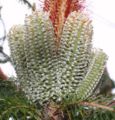 B. ericifolia "White Candles"