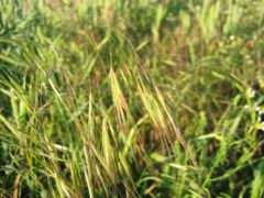 Barren Brome, Bromus sterilis