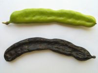 carob pods