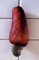 Cashew fruit