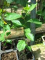 Thumbnail for version as of 12:41, 15 June 2010