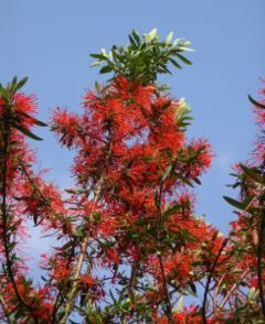 Embothrium coccineum tree in flower, Wales