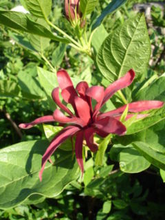 Calycanthus floridus