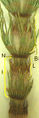 Thumbnail for version as of 08:56, 9 June 2007