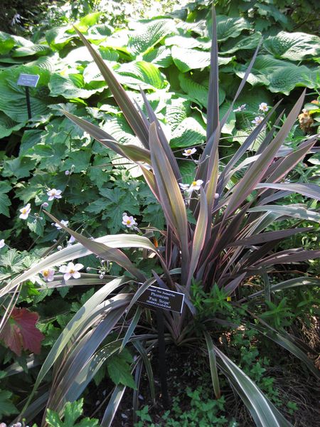 File:IMG 0195 nybg09.jpg