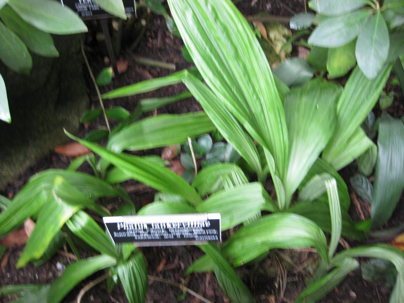 File:IMG 0951 bbg09.jpg