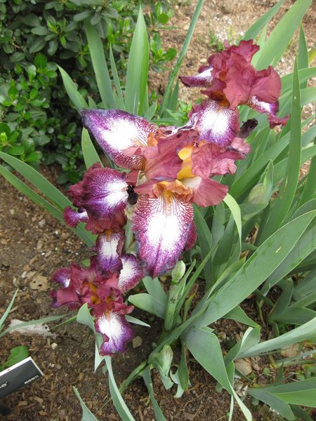 File:IMG 5224 hunt0904.jpg