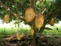 Thumbnail for version as of 16:44, 3 September 2008