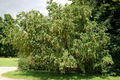 Thumbnail for version as of 16:18, 13 July 2009