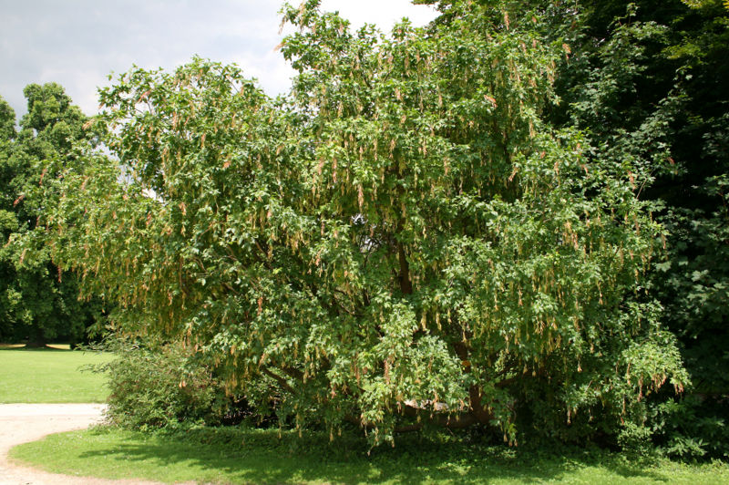 File:Laburnum alpinum JPG1A.jpg