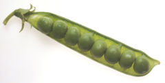 Peas are contained within a pod