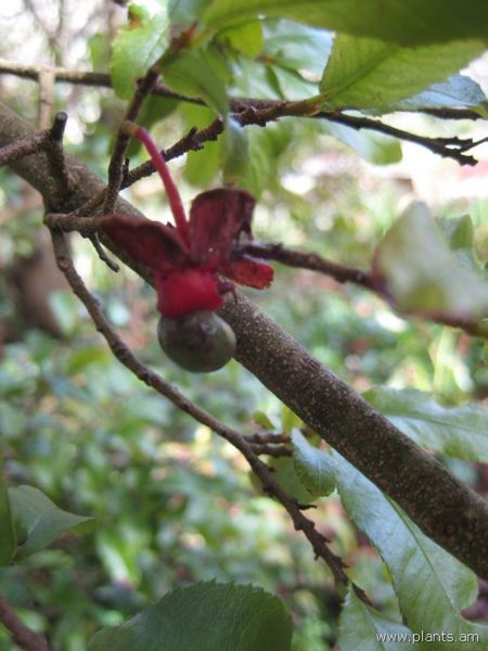 File:Ochna serrulata-mickey mouse plant-IMG 7272 sfbg0308.jpg