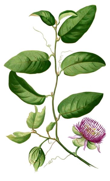 File:Passiflora laurifolia Blanco2.414-cropped.jpg