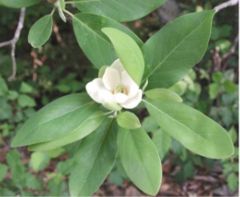 Magnolia virginiana flower