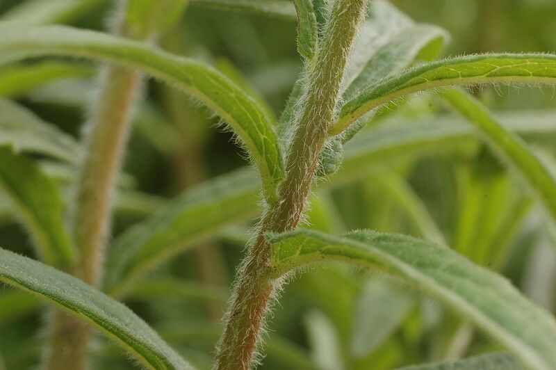 File:1024px-Butterfly Weed Asclepias tuberosa Stalk Closeup 3008px.JPG