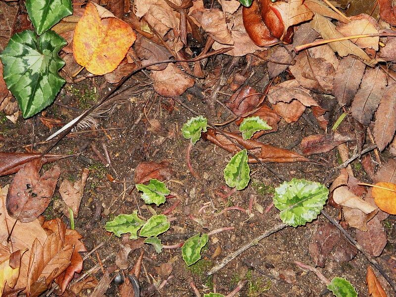 File:1024px-Cyclamen pseudibericum leaves.jpg