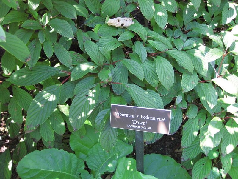 File:1024px-IMG 0298 nybg09.jpg