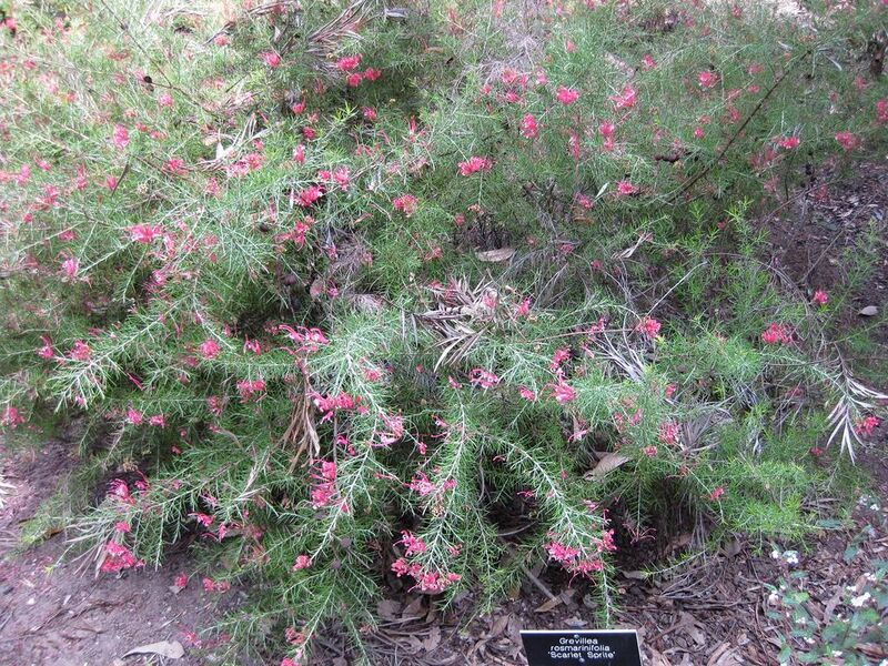 File:1024px-IMG 4620 hunt0904.jpg