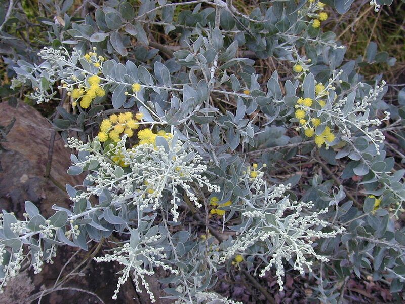 File:1024px-Starr 020911-0001 Acacia podalyriifolia.jpg