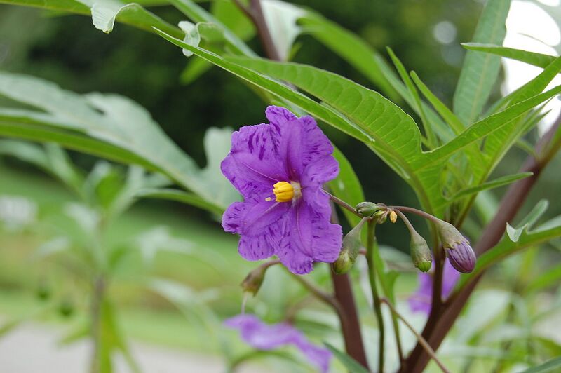 File:1280px-2007 solanum laciniatum.jpg