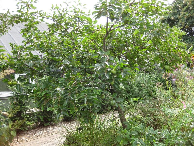 File:1280px-IMG 0837 bbg09.jpg