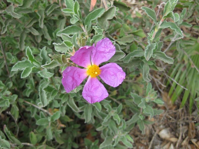 File:1280px-IMG 4953 hunt0904.jpg