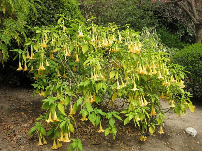 File:1280px-IMG 4988 hunt0904.jpg