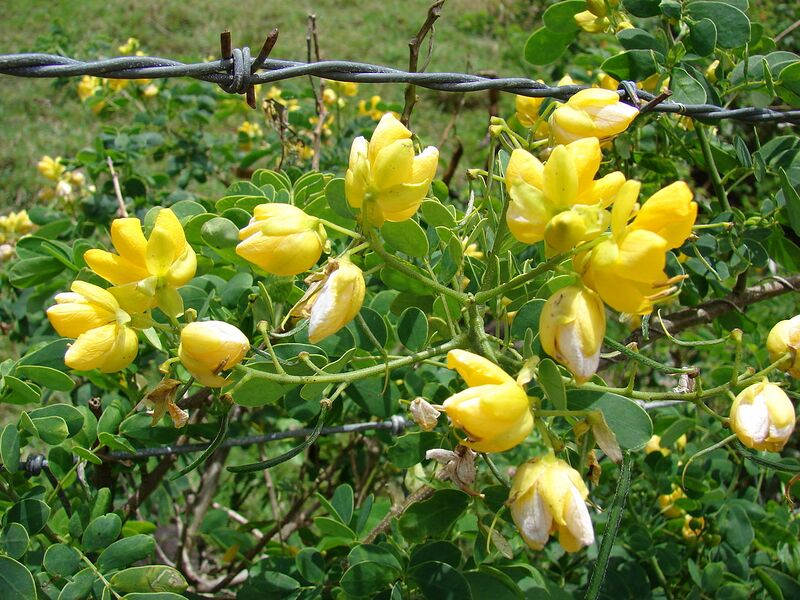 File:1280px-Starr 070321-6033 Senna pendula.jpg