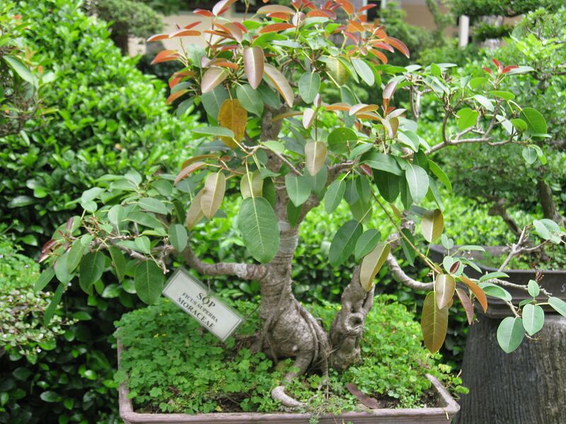 File:1280px-Sung kiêu.JPG