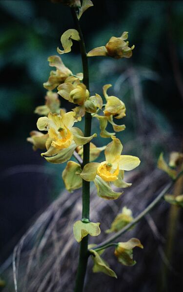 File:480px-Cyrtopodium andersonii - infl.jpg