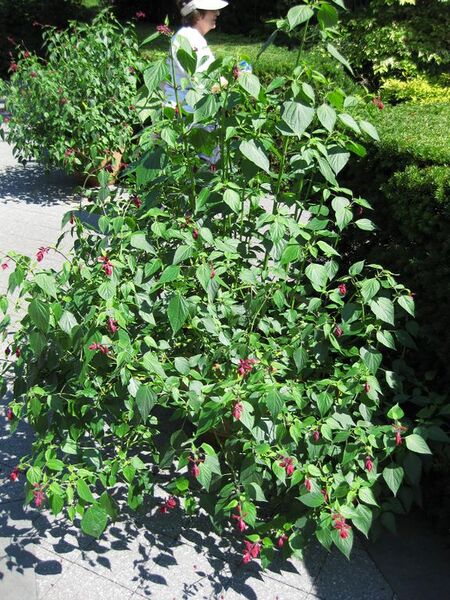 File:576px-IMG 0077 nybg09.jpg