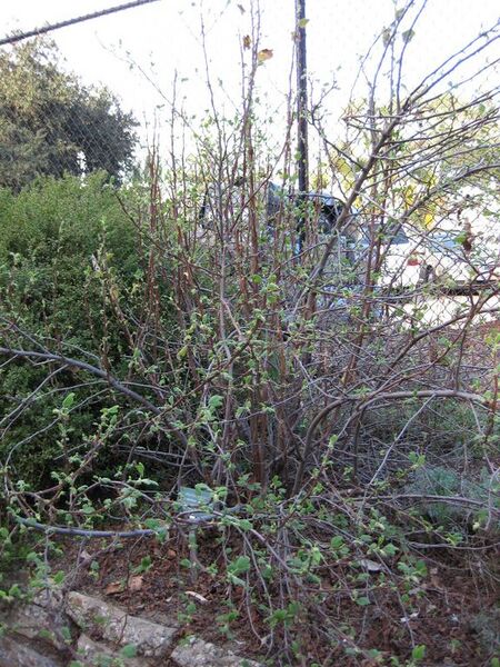 File:576px-IMG 2725 ucla09.jpg